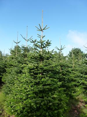 Christbaum Schollerer OHG