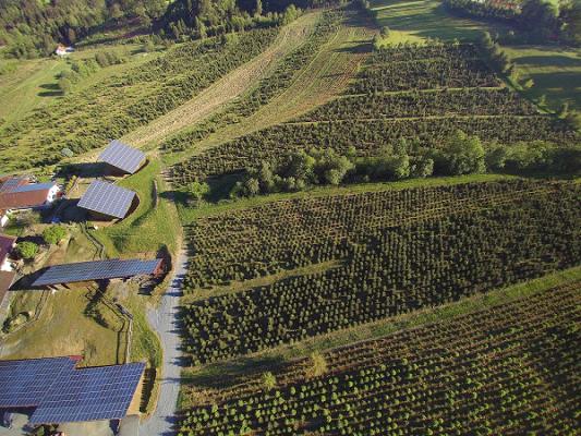 Christbaum Höninger - Weihnachtsbaumversand, Garten- Landschaftsbau, Photovoltaikanlagen