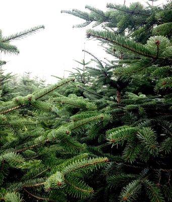 Christbaum Schwesinger