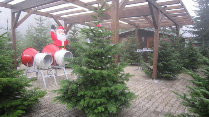 Christbäume Elsberger