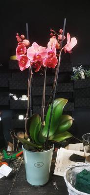 Die Blume