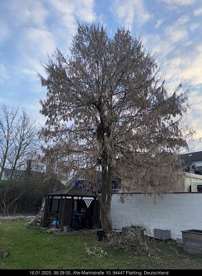 Hermann Lentner - Baumpflege