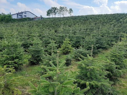 Bauer's Christbäume