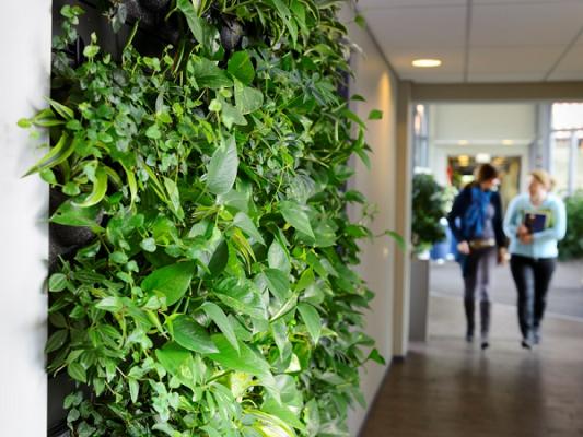 Indoor Green Raumbegrünung