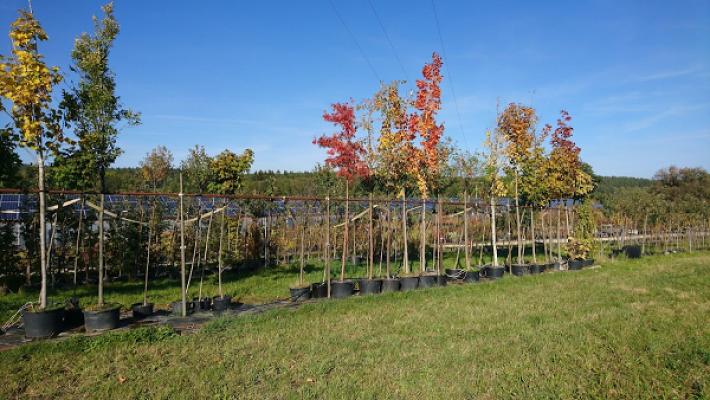 Alfons Lobinger Garten- u. Landschaftsbau, Baumschule