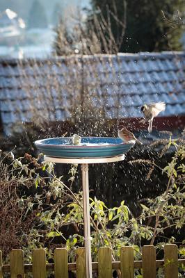 Tränke des Friedens (Vogelplanschbecken)