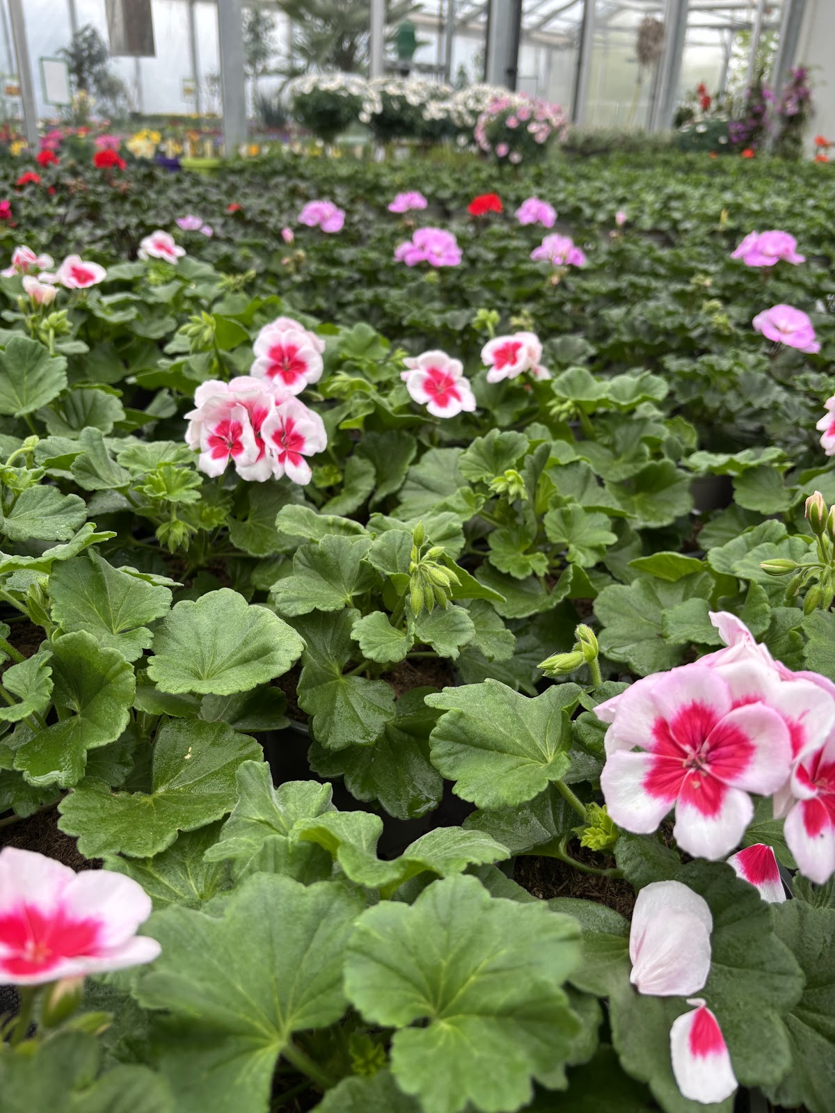 682e4099d1ed6