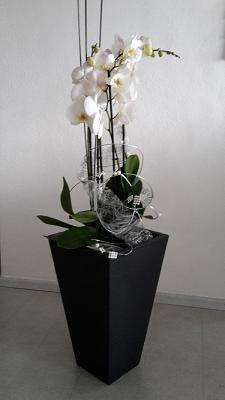 Blütenzauber Frisch