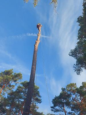 Atrash Baumpflege/Baumfällung