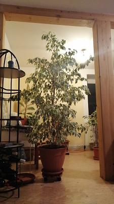 Frank Niere Gartenbau
