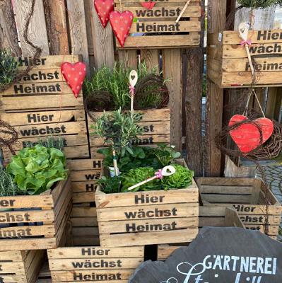Lieblingspflanze Steinhilber Gärtnerei