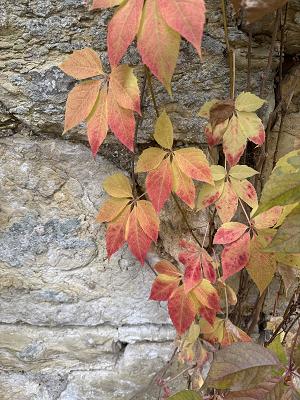 Pflanzfreundchen - Gartenpflege