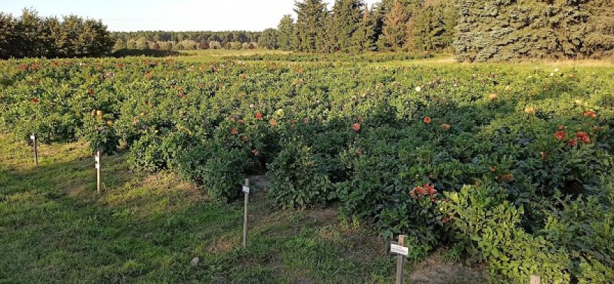 Steffen Koschker Gartenbau