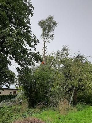 Laubfrosch Gartendienstleistungen