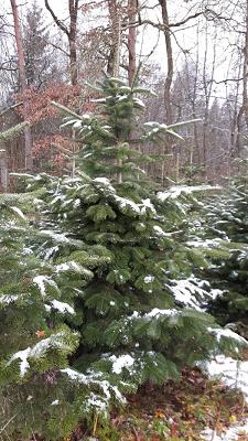 Zissler Gartengestaltung