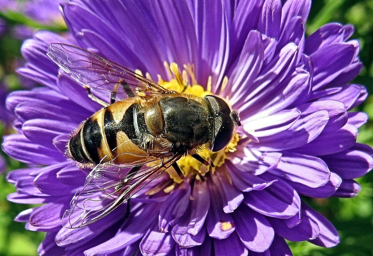 682e448446c2d