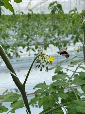 GBB Gartenbau Bralitz GmbH