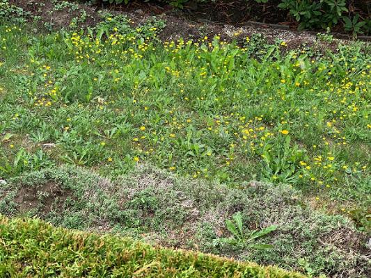 Gartenservice Mayer