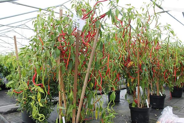 Schmied Klaus, Gartenbau, Hofer Chili Schmied