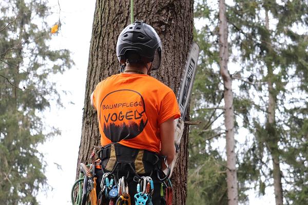 Baumpflege Vogel