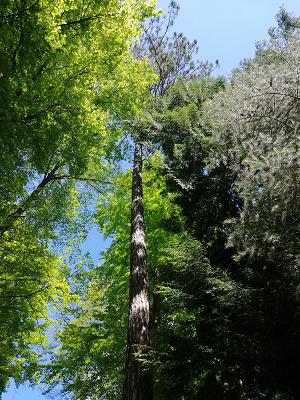 682e48219f417