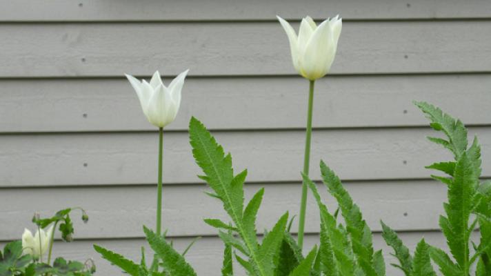 Gartenschmiede Michael Weber
