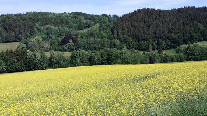 Heinz Werner Wielsch Garten- und Landschaftsbau