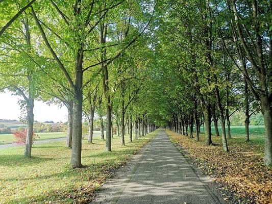 Baille Maille Allee - Die Lindenallee