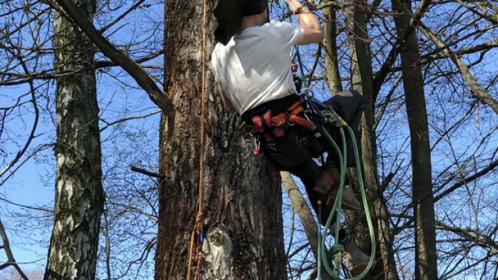 Baumpflege Kerschbaum