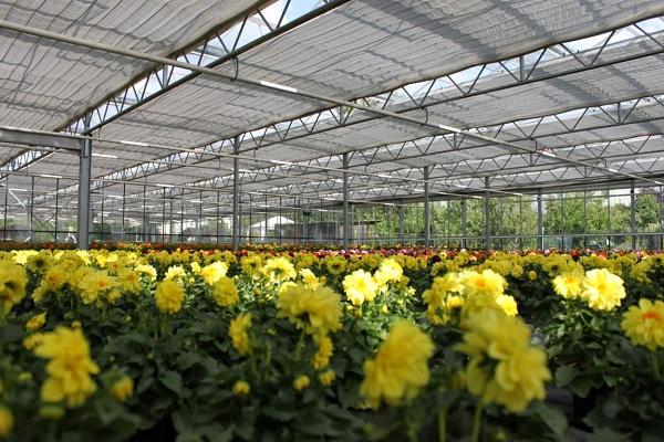 Dechant Gartenbau GbR