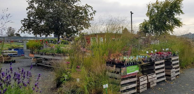 Bamberger Staudengarten Verkauf