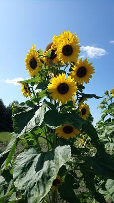 Biologischer Schulgarten e.V.