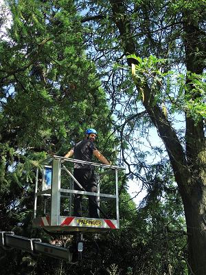 Baumpflege Philipp Hümmer