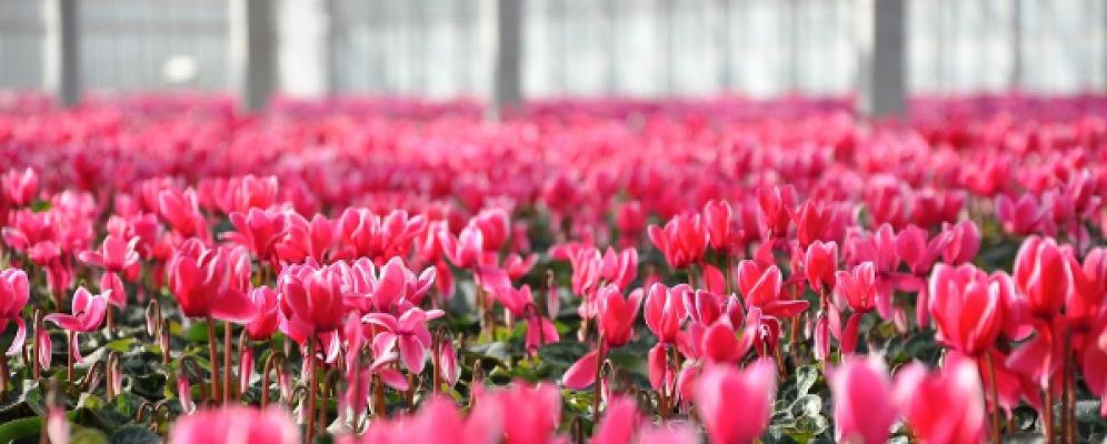 Dechant Gartenbau GmbH & Co. KG