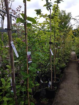 Baumschule Curt Hitschke