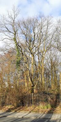 Bittkau Gärten GmbH