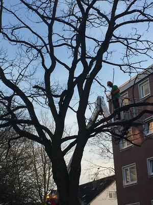 WAGNER Garten und Landschaftsbau