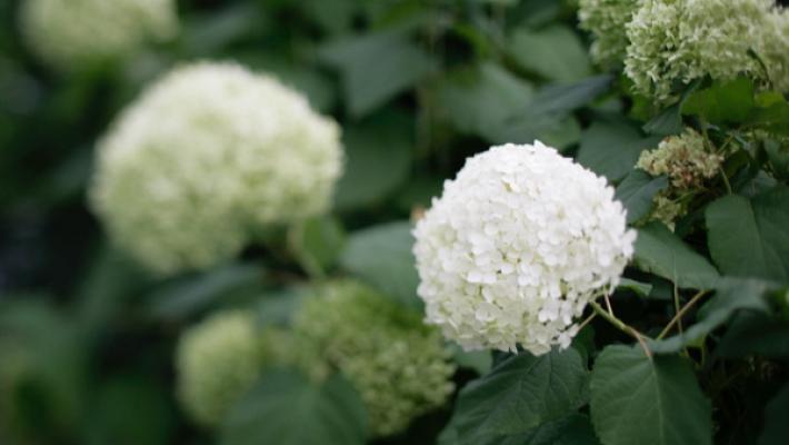 André Theune - die Gärtner GmbH