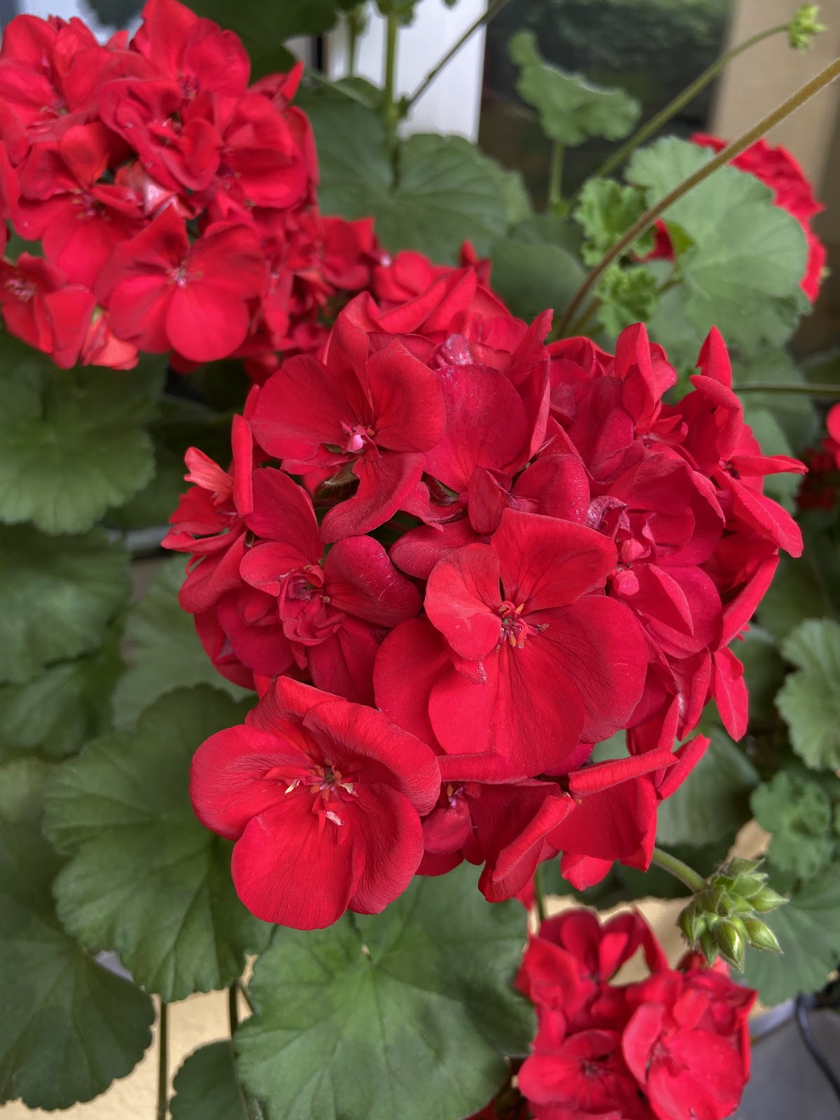 682e4cc006f56