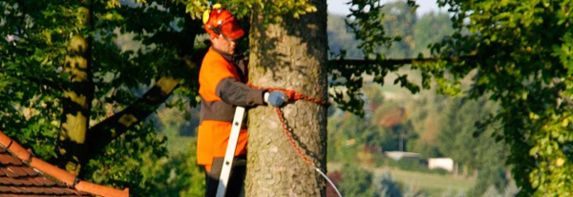 WS Forst Company GmbH