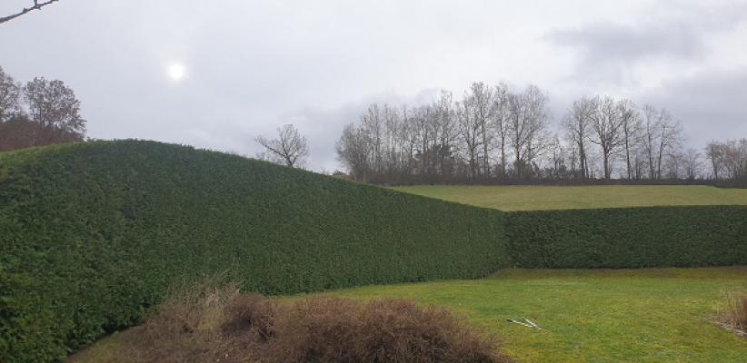 Blümchen • Baumpflege und Gartenpflege