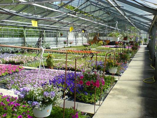 Blumen Dorsch - Zweigbetrieb