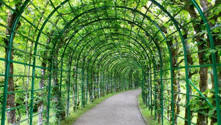 Gartenpflege Birke