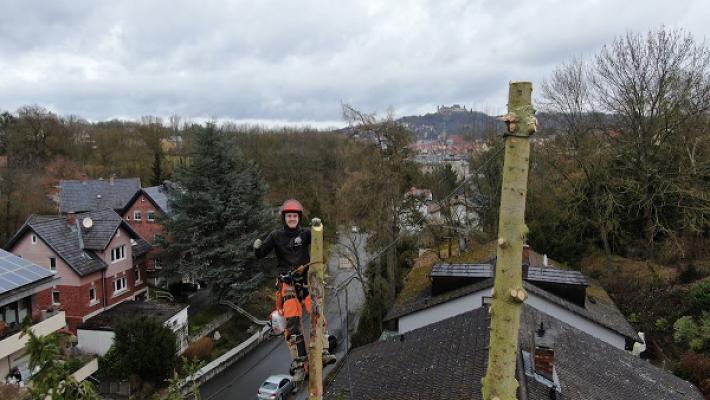 Problembaumfällung Sebastian Dressel