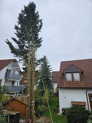 Gebrüder Scutt Garten- & Landschaftsbau