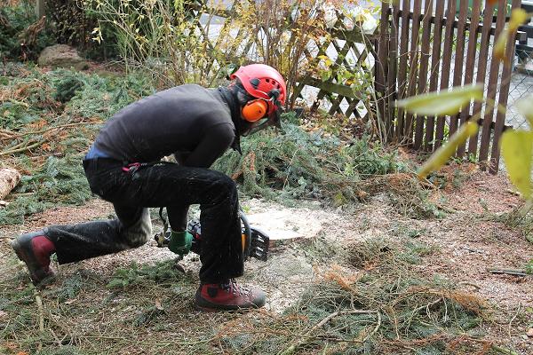 Blattwerk Baumpflege