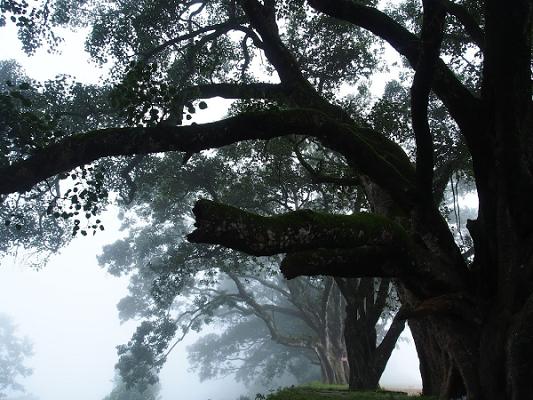 Baumglück Baumpflege GmbH