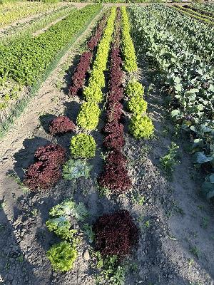 Rusch Gartenbau