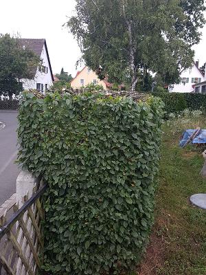 Gartenservice Reisch Inh. Johannes Reisch