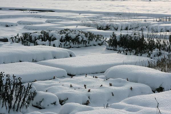 Staudengärtnerei Rainer Goldmann